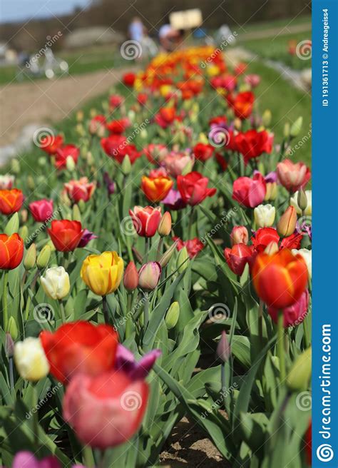 Tulips In A Tulip Bed Stock Image Image Of Nature Fresh 191361713