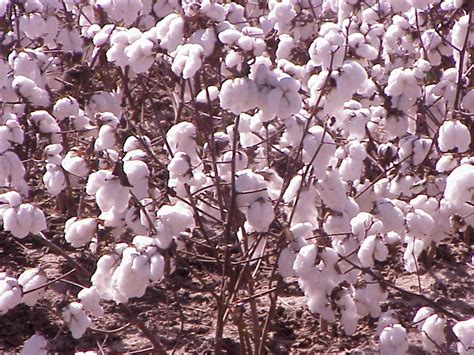 Cotton Bolls | Cotton boll, Cotton plants, Land of cotton