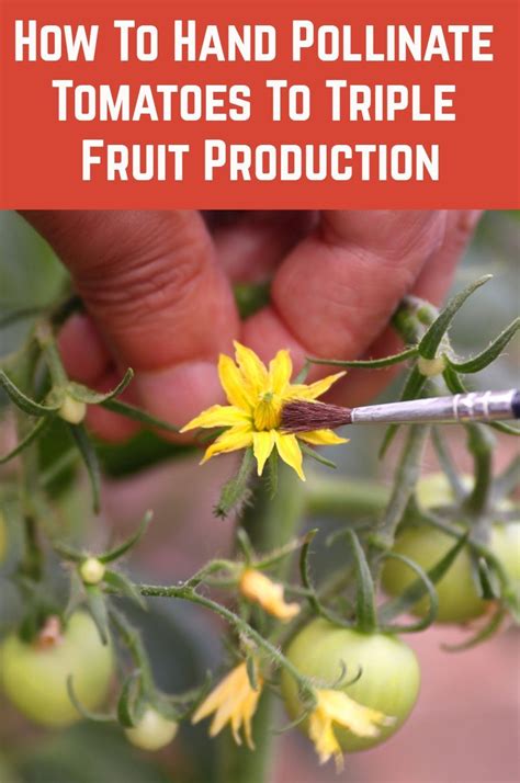 how to hand pollinate tomato flowers to triple fruit production growing tomatoes growing