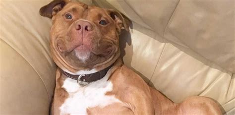 Sweet Pit Bull Mix Cant Stop Smiling After Being Rescued From The Shelter