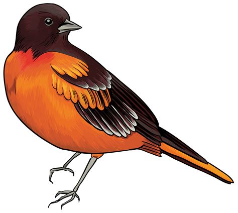 Black And Orange Bird Png Clipart Best Web Clipart