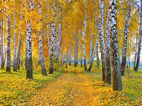 Birch Forest In Autumn