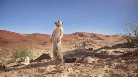 01 Dirty Dancing Meerkats Wedel Youtube