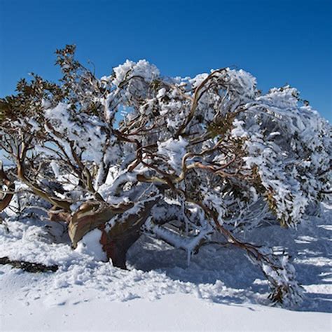 Frosted Snow Gum Perisher Kosciuszko National Park Nsw Australia Snow