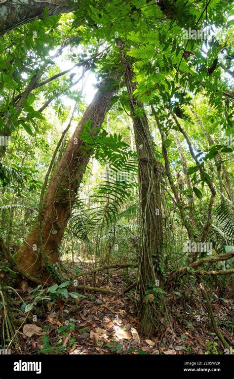 Trees Forming An Arch In Lowland Tropical Rainforest With Lianas In