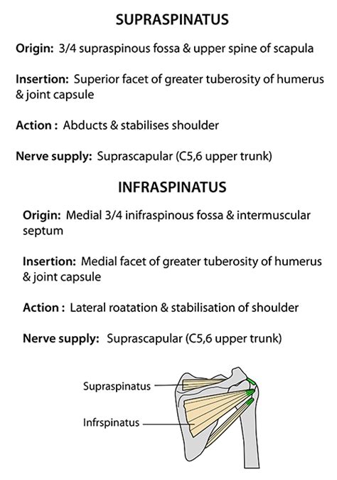 Instant Anatomy Upper Limb Areasorgans Shoulder Infraspinatus