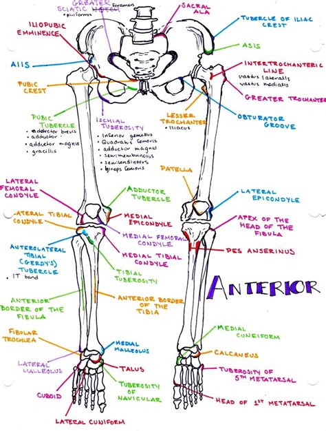 Interactive tutorials about the lower limb bones, lower limb bones, os coxae, femur, patella, tibia, fibula, tarsal and foot bones, featuring images, diagrams and the beautiful illustrations of getbodysmart. Bony landmarks of the anterior lower extremity | Medical ...