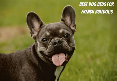 What Is The Best Dog Beds For French Bulldogs