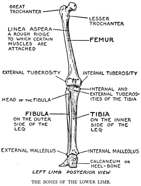 Leg bones diagram / muscles that lift the arches of the feet | ankle anatomy. Leg Bone Diagram