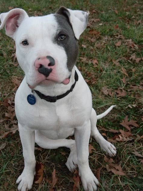 Pitbull Dog White Red Nose