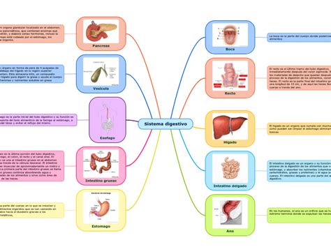 Sistema Digestivo Mind Map