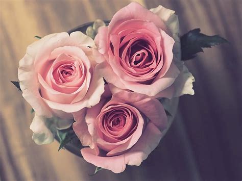 Rose Flower Petal Love Bouquet Romance Romantic Floral Blooming