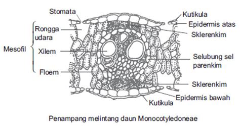 struktur daun tumbuhan monokotil
