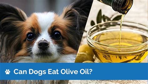 Can Dogs Eat Olive Oil Is Olive Oil Safe For Dogs Hepper