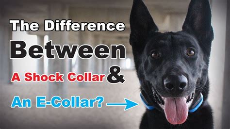They feature a truncated cone shape that prevents dogs and cats from biting, licking or scratching while wounds heal. What is the Difference between a Shock Collar & E-Collar ...