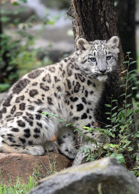 Baby Snow Leopard Makes Debut At Brookfield Zoo