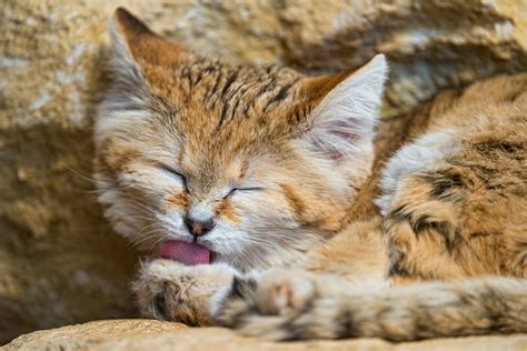 Two populations exist, one that is hybridized and another derived from an israeli population. Animal Files - Sand Cats: The only Cats That Live in the ...