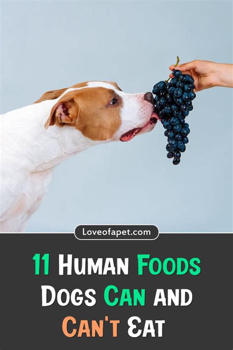 They can splinter and stick in the throat, break teeth or cut the intestines. 29 Human Foods Dogs Can and Can't Eat - Love Of A Pet in ...