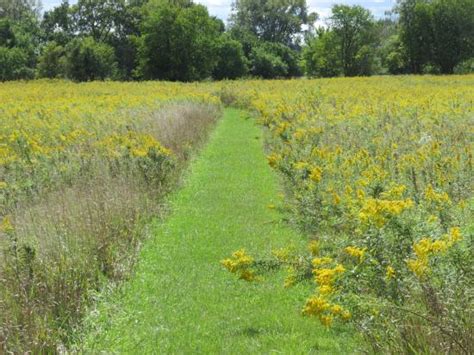 Dog owners are reminded to clean up any mess left behind by pups visiting. Fields of Wildflowers - Picture of Midewin National ...
