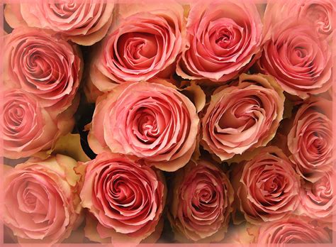 4k Rose Wallpapers Top Free 4k Rose Backgrounds Wallpaperaccess
