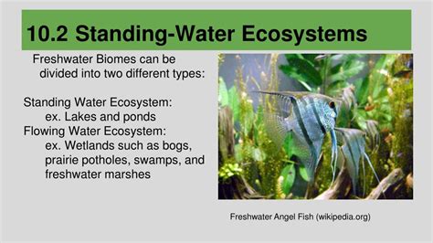 Ppt Chapter 10 Freshwater Biomes Powerpoint Presentation Free