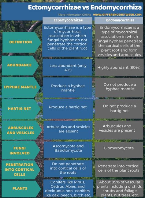 Difference Between Ectomycorrhizae And Endomycorrhizae