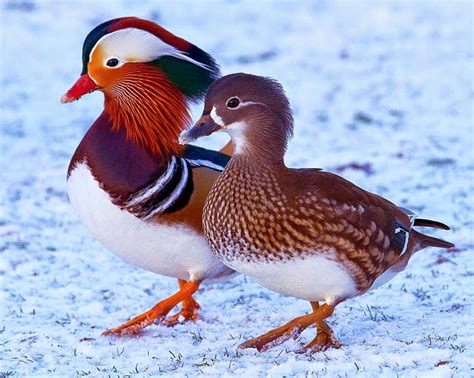 Birds Mandarin Duck Animal Bird Colorful Duck Hd Wallpaper