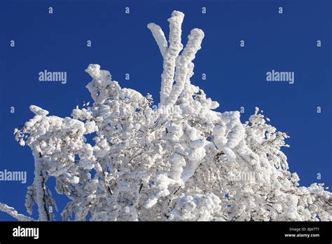 Detail Of The Hoar Frost On The Tree Stock Photo Alamy
