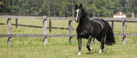 Conheça Mais Sobre O Cavalo Mustang Habitat E Curiosidades Blog
