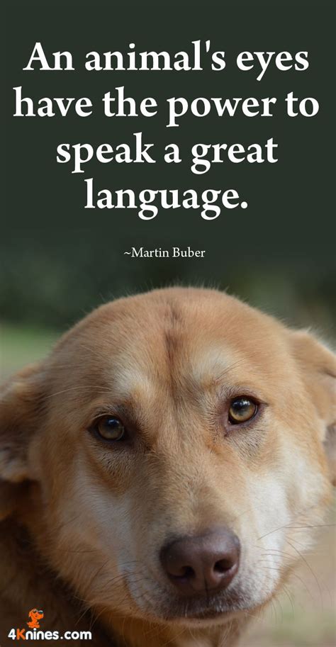 An Animals Eyes Have The Power To Speak A Great Language Agree Dog