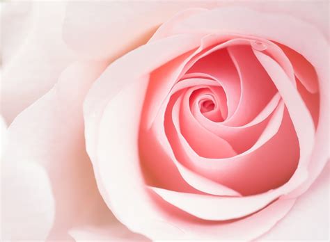 Beautiful Light Pink Rose Flower Macro Wallpaper Aero Close Cute