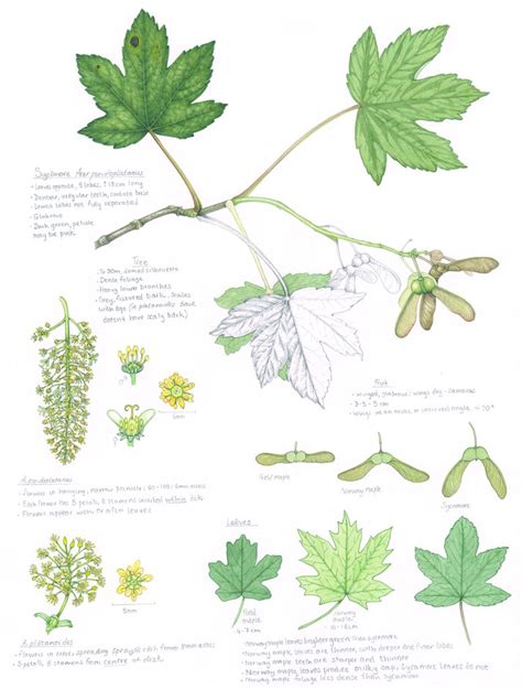 Sycamore Tree Leaf Identification