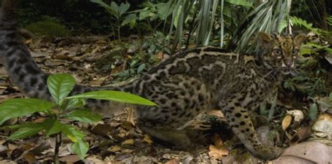 Marbled Cat Borneo Sabah Felis Uk