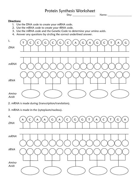 Dna sequence analysis two general kinds of analysis screen for one of a set of known sequences determine the sequence even if it is novel screening for a known sequence usually involves an oligonucleotide. 9 Best Images of Transcription Protein Synthesis Worksheet ...