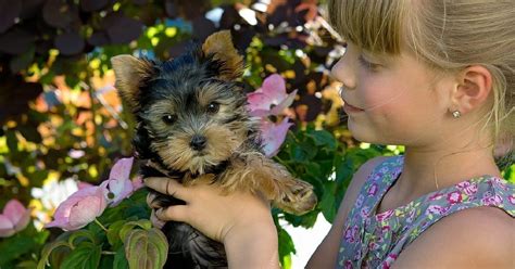 17 Best Small Dog Breeds For Families With Children Whisker Therapy