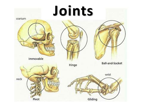 Ppt Joints Powerpoint Presentation Free Download Id2207087