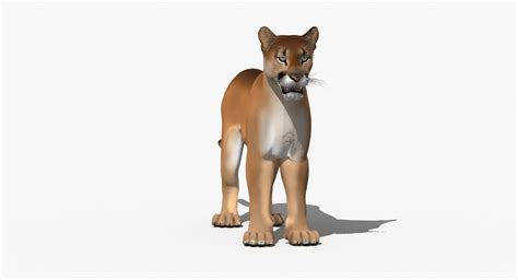 Cougar Cartoon Puma 3d Model
