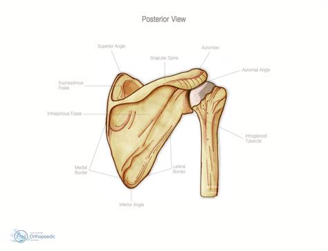 Three bones come together at the shoulder joint. Bones & Joints of the Shoulder | Orthopaedic - Simon Boyle