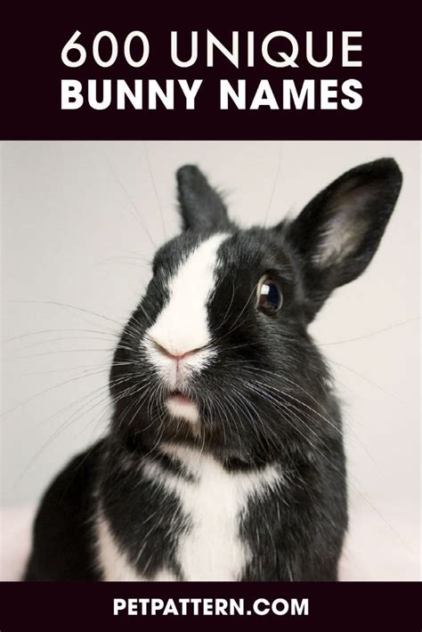 600 Unique Bunny Names In 2021 Bunny Names Rabbit Animals