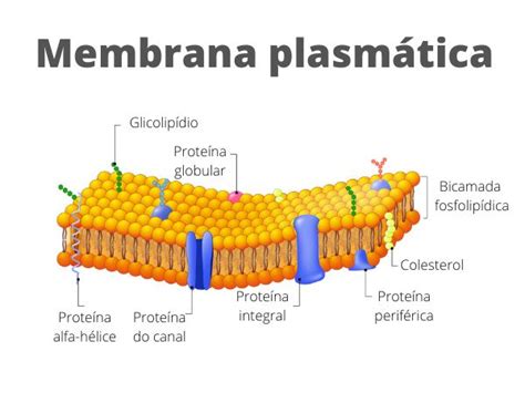 Membrana Plasmática Características E Funções