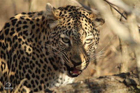 Leopard Caught Feasting Kapama Blog