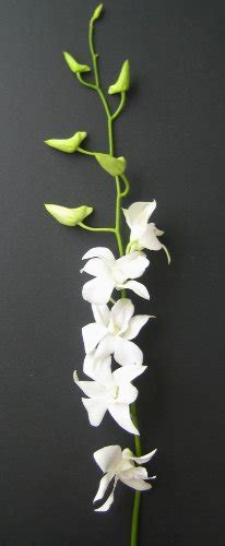 Fresh Flowers 20 Long Stemmed White Dendrobium Orchids Pricepulse