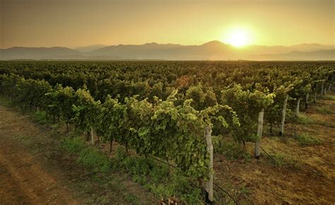 Plantaže Vineyards And The Most Famous Montenegrin Wines Itinari