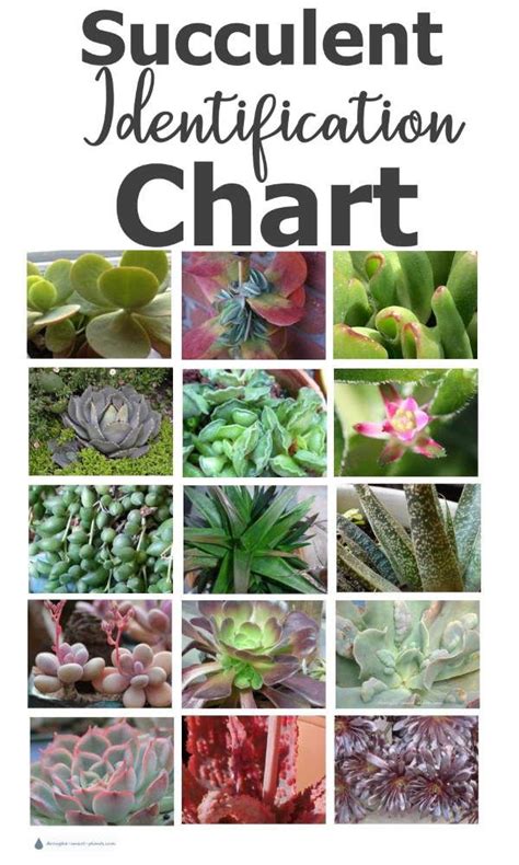 What Is Your Mystery Succulent Succulent Plant Identification Types
