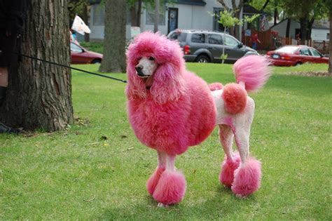 A Very Pink Poodle Flickr Photo Sharing