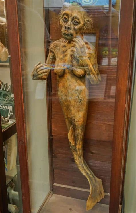 I Went To Portlands Cryptozoology Museum And Everything Was Hilarious
