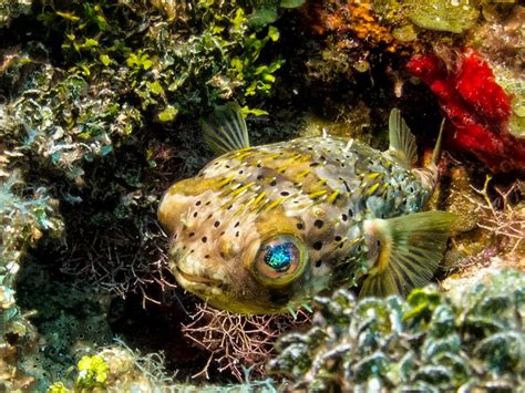 16 Underwater Photos Scuba Diving In Belize Barrier Reef