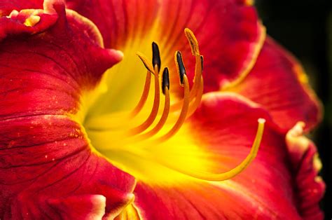 Adams Day Lily Photograph By Garen Meguerian Fine Art America