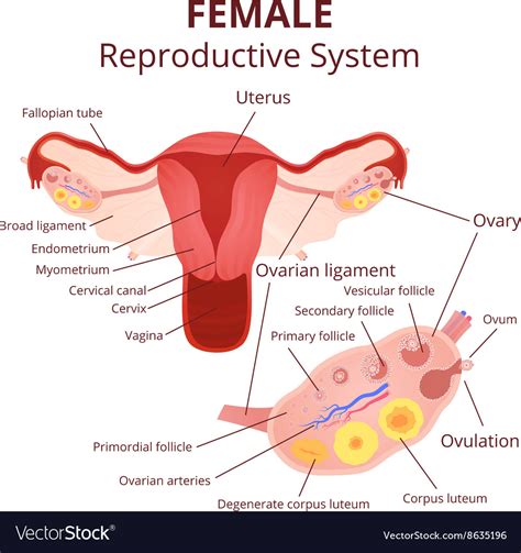 Illustration Of The Female Reproductive System Organs The Best Porn
