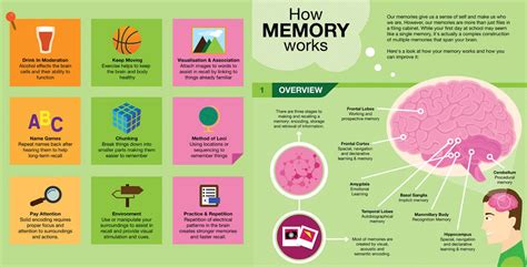 How Memory Works Infographic E Learning Infographics Memory Words